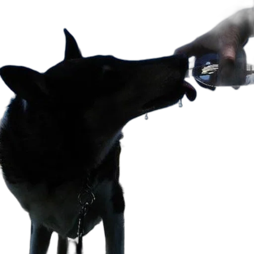 animal, staff, creature, weapon transparent PNG cut-out