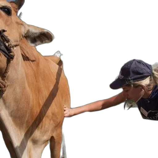 animal, weapon, hat, food transparent PNG cut-out