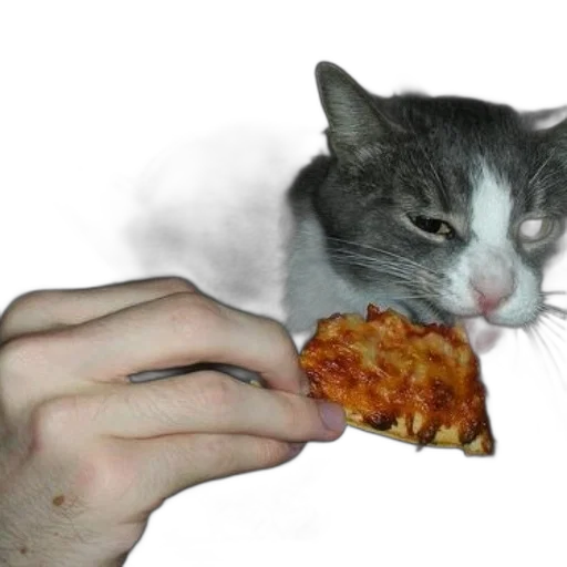 food, animal, creature, weapon transparent PNG cut-out