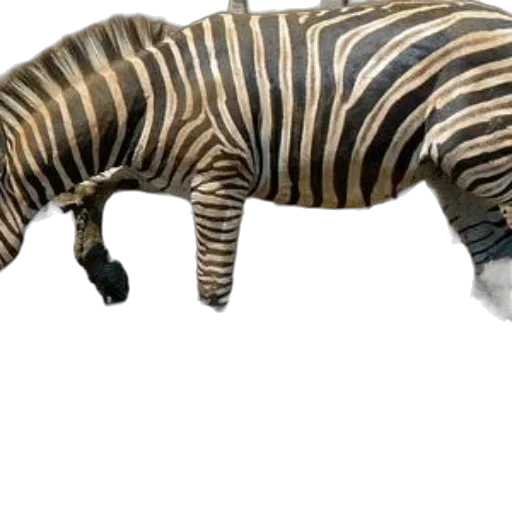 animal, creature, weapon, staff transparent PNG cut-out