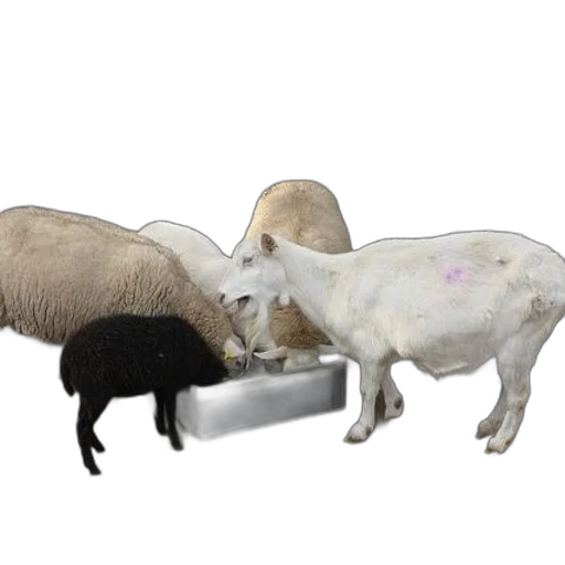 animal, food, furniture, weapon transparent PNG cut-out