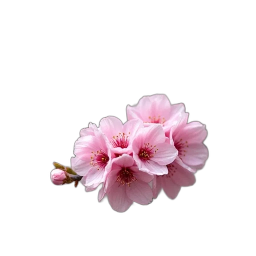 flower, jewelry, crown, staff transparent PNG cut-out