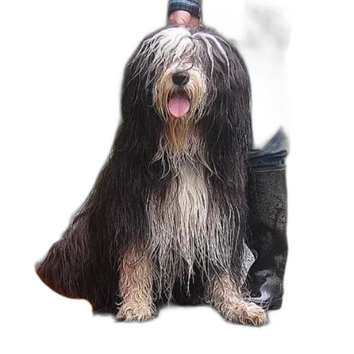 hair, animal, staff, creature transparent PNG cut-out