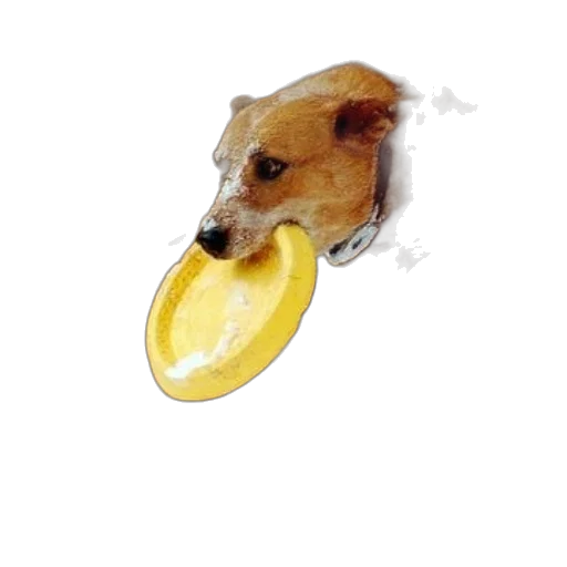food, animal, staff, creature transparent PNG cut-out