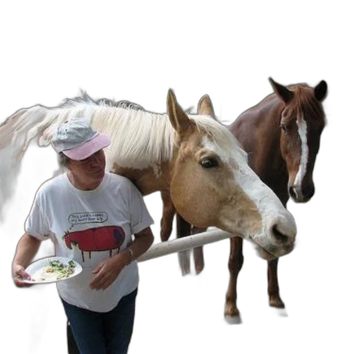 food, animal, hat, photorealistic transparent PNG cut-out