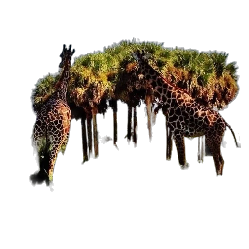 animal, creature, tree, hair transparent PNG cut-out