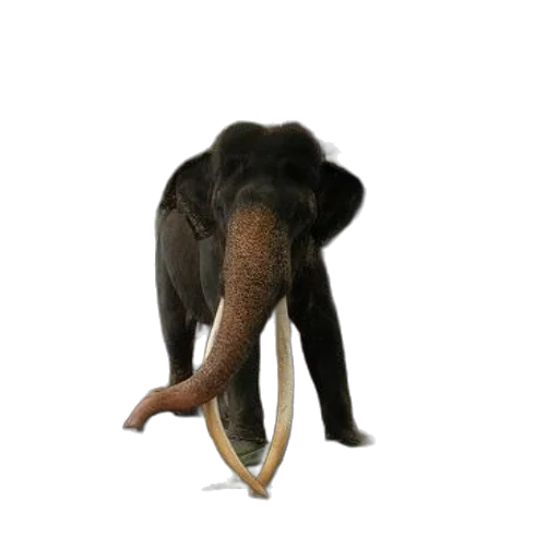 animal, staff, creature, hat transparent PNG cut-out