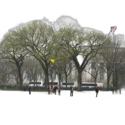 tree, umbrella, crown, photorealistic transparent PNG cut-out
