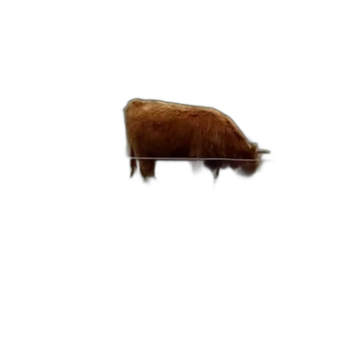 animal, creature, hair, furniture transparent PNG cut-out