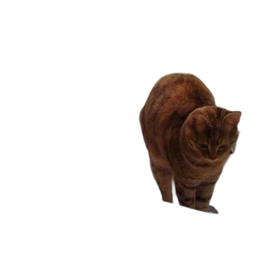 animal, creature, staff, hat transparent PNG cut-out