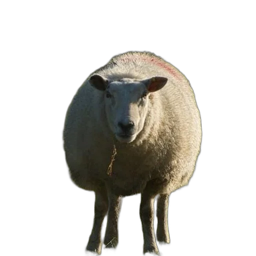 animal, creature, face, hat transparent PNG cut-out