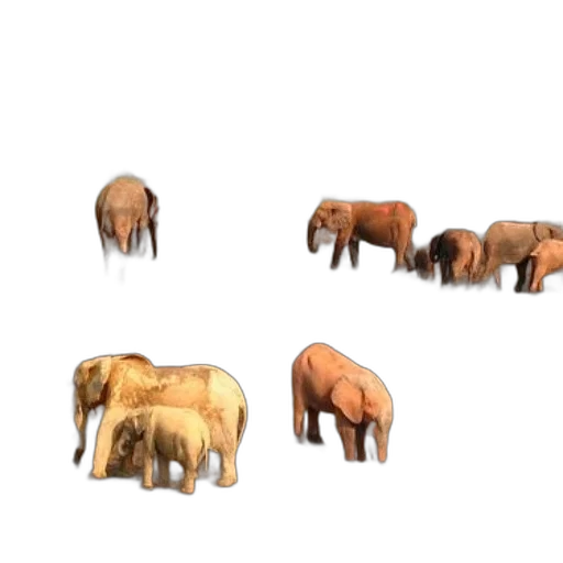 animal, furniture, creature, jewelry transparent PNG cut-out