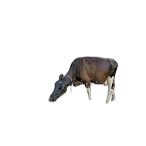 animal, creature, food, jewelry transparent PNG cut-out