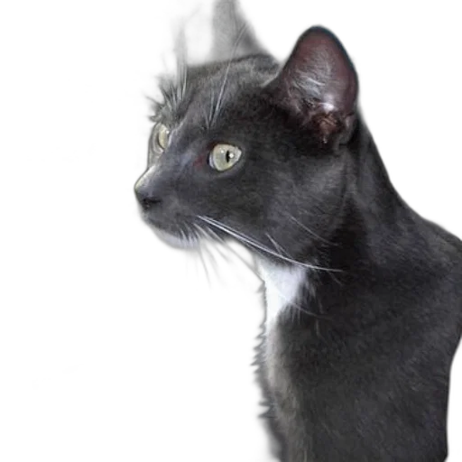animal, staff, creature, hat transparent PNG cut-out