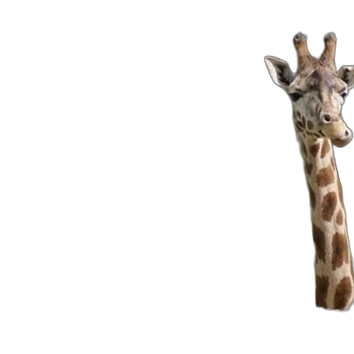 animal, creature, staff, face transparent PNG cut-out