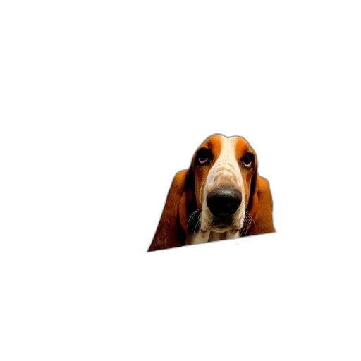 animal, face, creature, hat transparent PNG cut-out