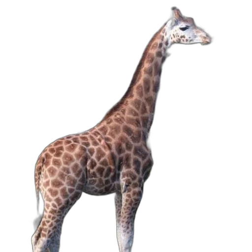 animal, creature, staff, weapon transparent PNG cut-out