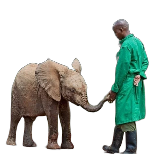 animal, umbrella, jacket, staff transparent PNG cut-out
