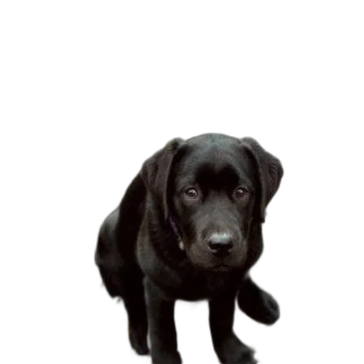 animal, staff, creature, weapon transparent PNG cut-out