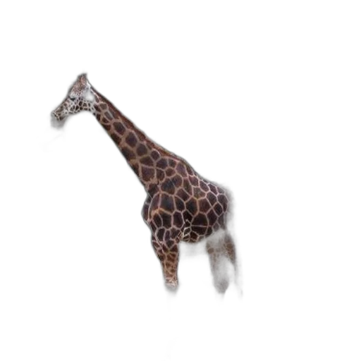 animal, creature, staff, hat transparent PNG cut-out