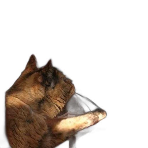 food, animal, bottle, creature transparent PNG cut-out