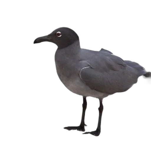 animal, creature, staff, hat transparent PNG cut-out
