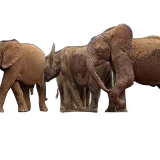 animal, concept art, group, elephants transparent PNG cut-out