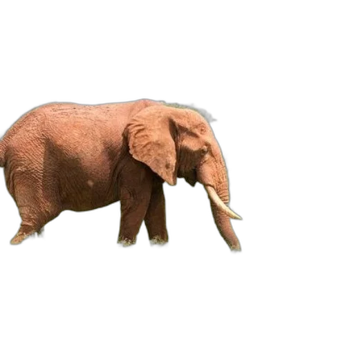 animal, creature, umbrella, weapon transparent PNG cut-out