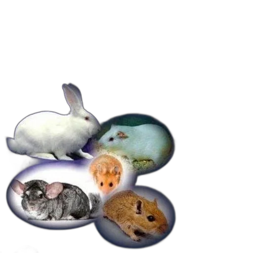 food, animal, jewelry, hat transparent PNG cut-out