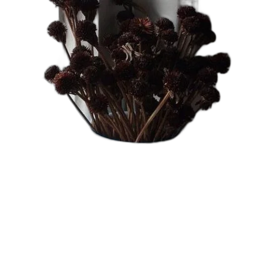 crown, hat, hair, flower transparent PNG cut-out