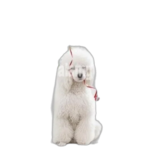 animal, staff, hair, creature transparent PNG cut-out