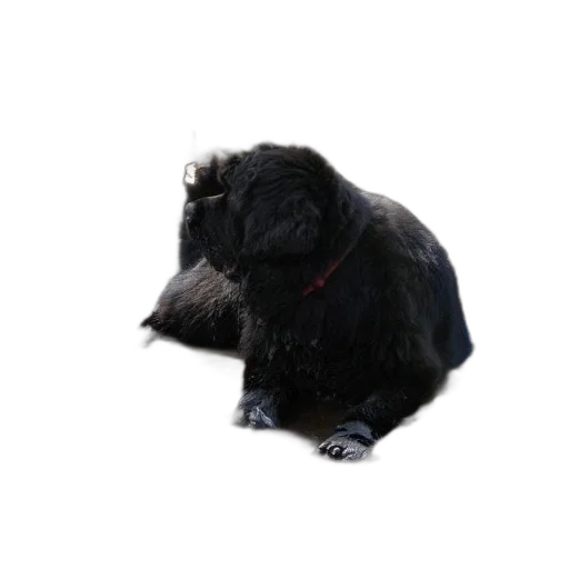 animal, creature, staff, hair transparent PNG cut-out