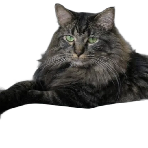 animal, creature, crown, staff transparent PNG cut-out