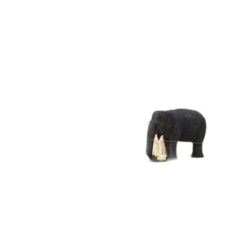 animal, hair, creature, hat transparent PNG cut-out