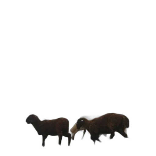 animal, hair, furniture, food transparent PNG cut-out