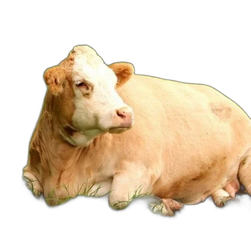 animal, food, creature, face transparent PNG cut-out