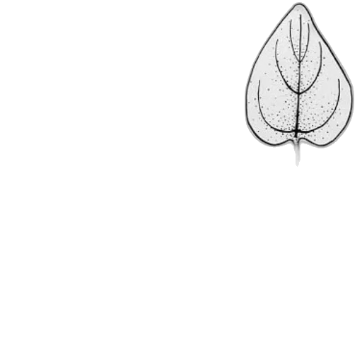 tree, crown, flower, hair transparent PNG cut-out