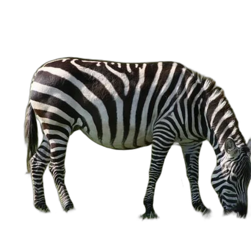 animal, creature, furniture, staff transparent PNG cut-out