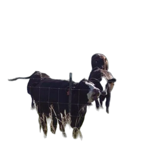 animal, hair, staff, creature transparent PNG cut-out