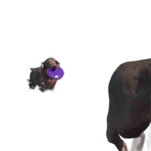 animal, creature, hat, hair transparent PNG cut-out