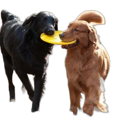 food, animal, hat, photorealistic transparent PNG cut-out