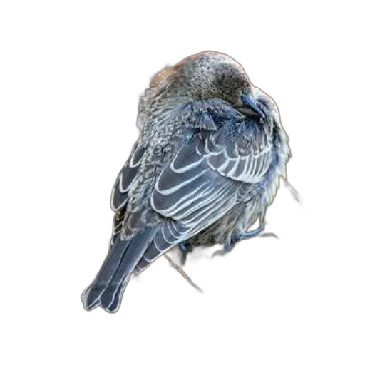 animal, staff, creature, crown transparent PNG cut-out