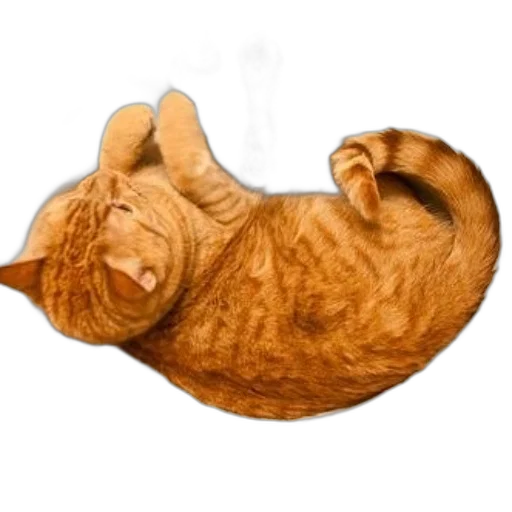 animal, staff, creature, hat transparent PNG cut-out