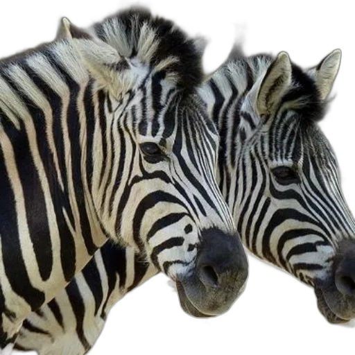 animal, creature, photorealistic, 3d render transparent PNG cut-out