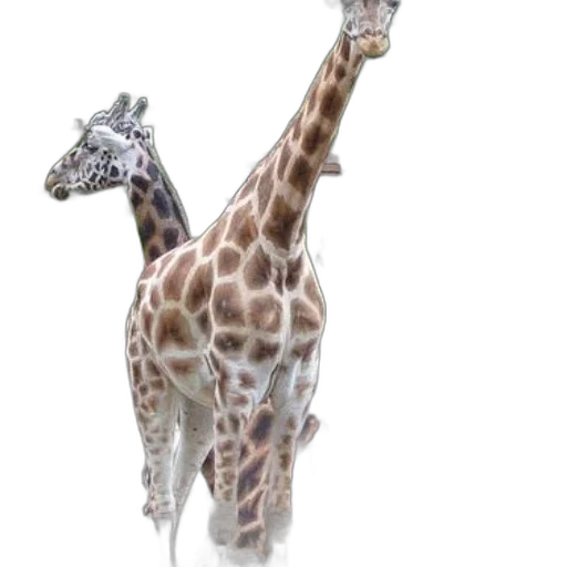 animal, creature, staff, hat transparent PNG cut-out
