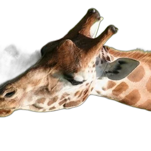animal, creature, shoes, mask transparent PNG cut-out