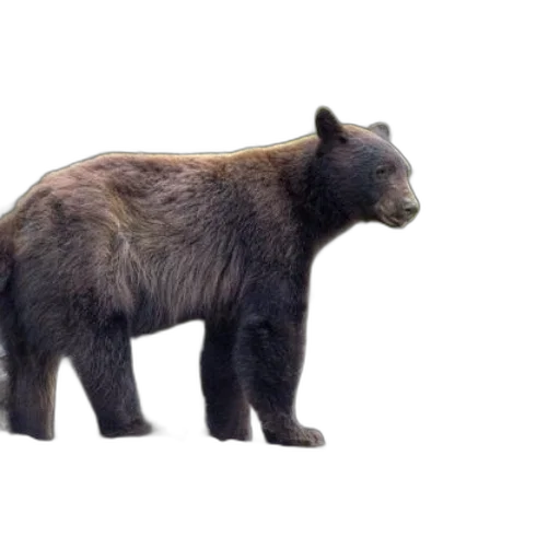 animal, creature, concept art, 3d render transparent PNG cut-out