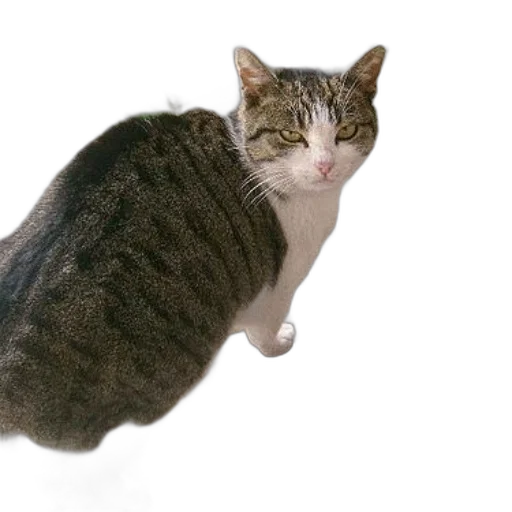 animal, creature, staff, hat transparent PNG cut-out