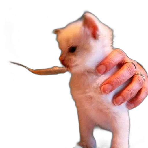 animal, creature, weapon, staff transparent PNG cut-out