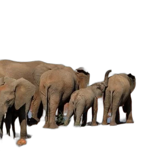 animal, herd, elephants, gathers transparent PNG cut-out
